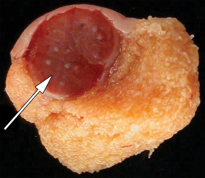 Figure 12c.