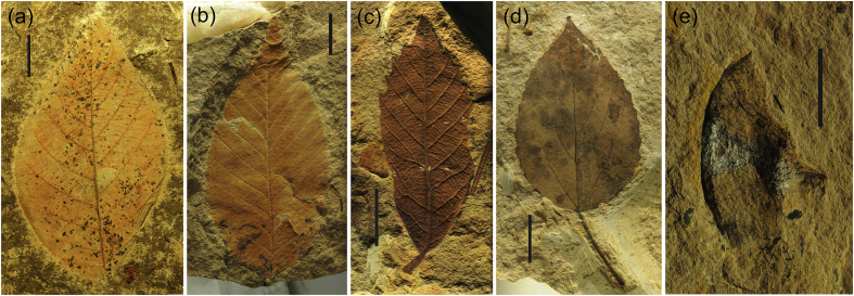 Fig. 8