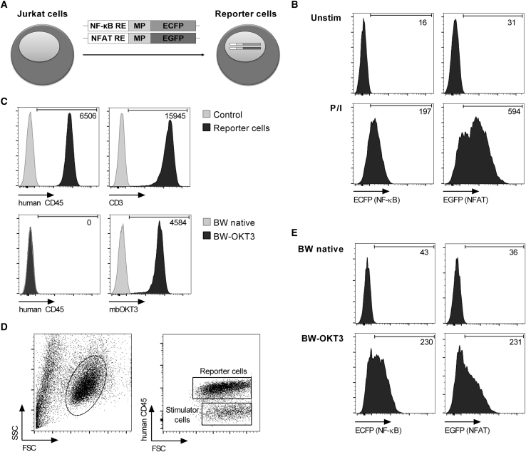 Figure 2