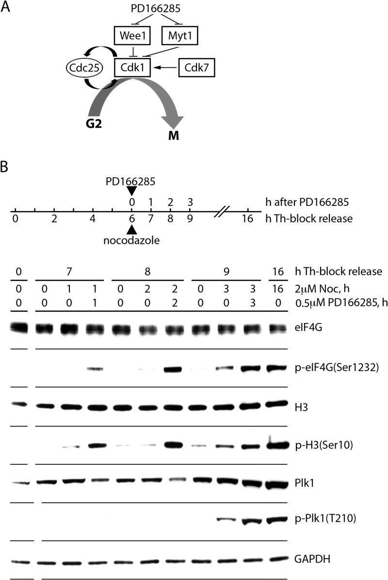 FIG 4