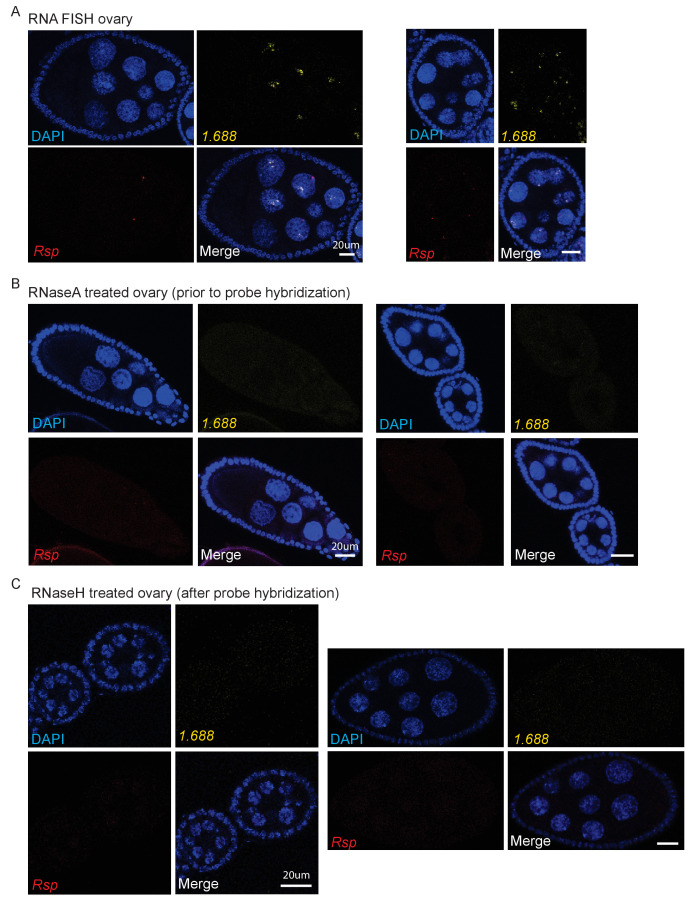 Figure 1—figure supplement 2.