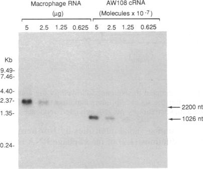 graphic file with name pnas00291-0094-a.jpg