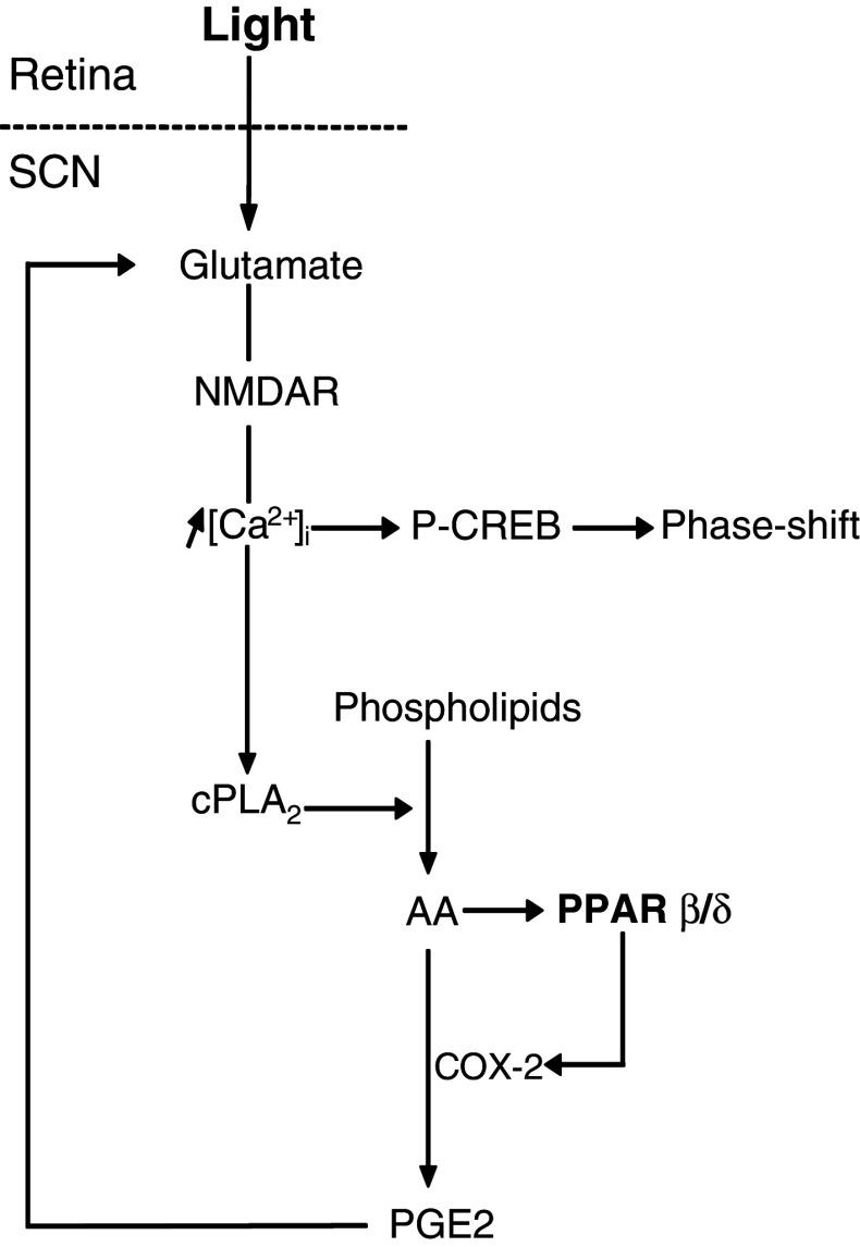 Fig. 7