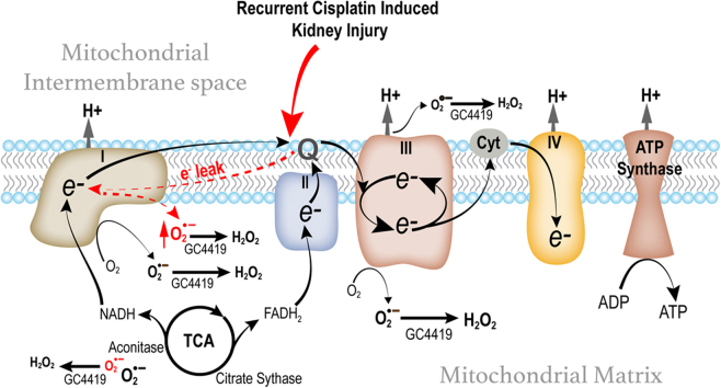 Persistent increase in mitochondrial superoxide mediates cisplatin ...