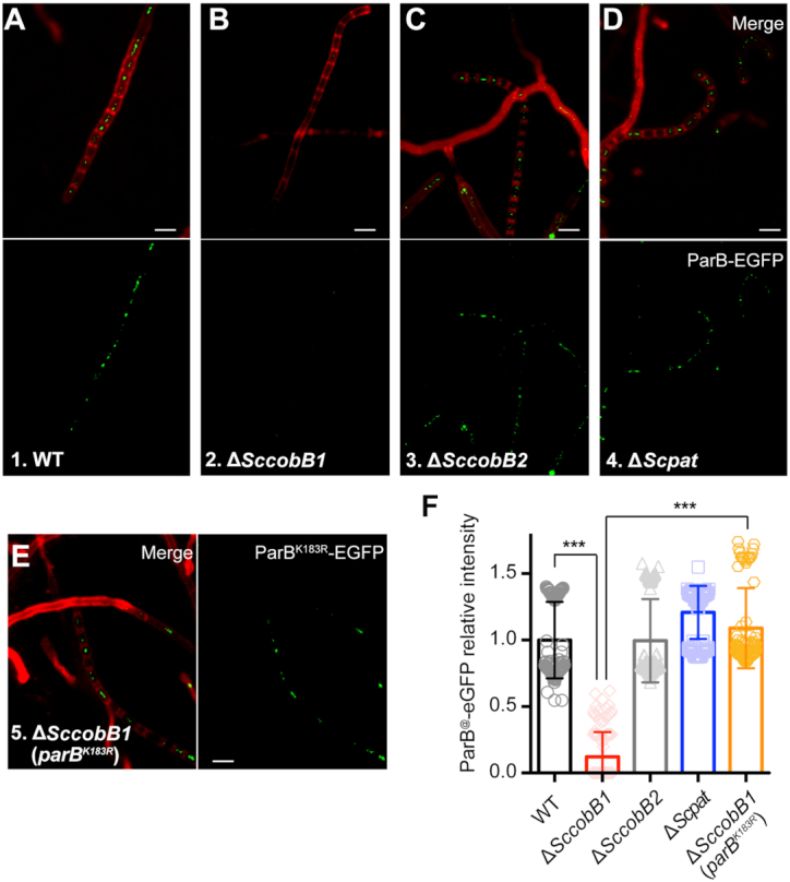 Figure 6.