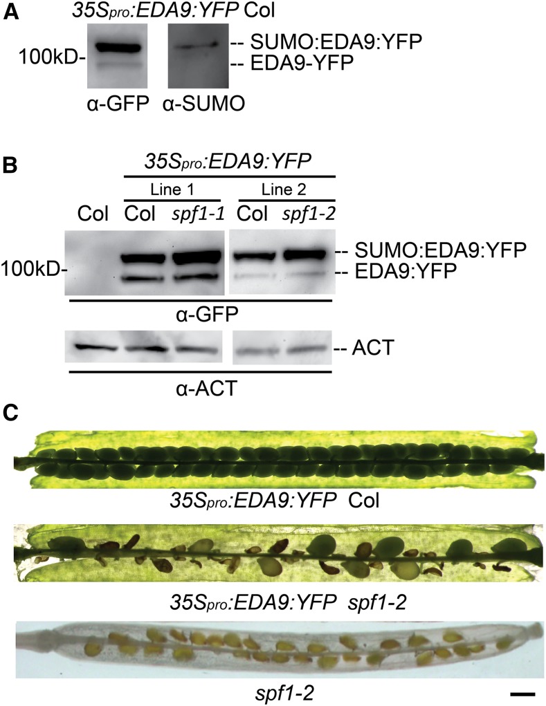 Figure 10.