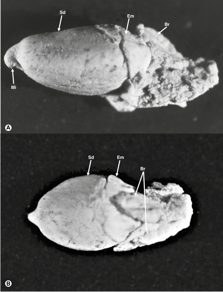 Fig. 10.