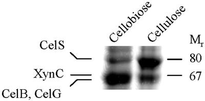 FIG. 1.