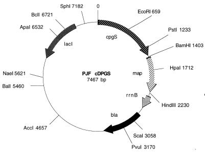 FIG. 1