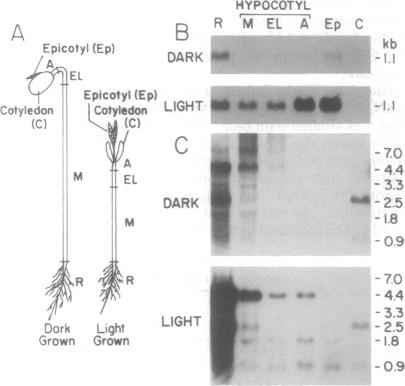 graphic file with name pnas01101-0055-b.jpg