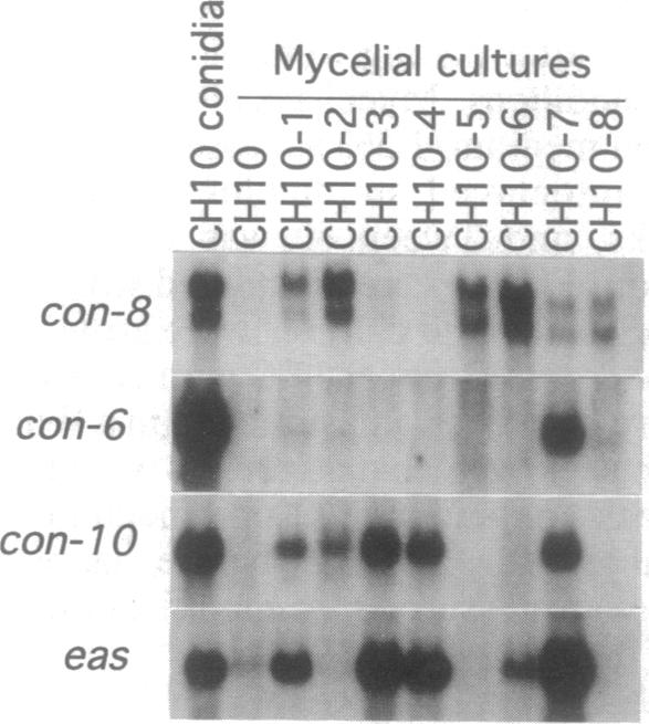 graphic file with name pnas01135-0503-b.jpg