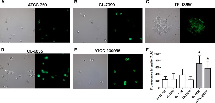 FIG 3