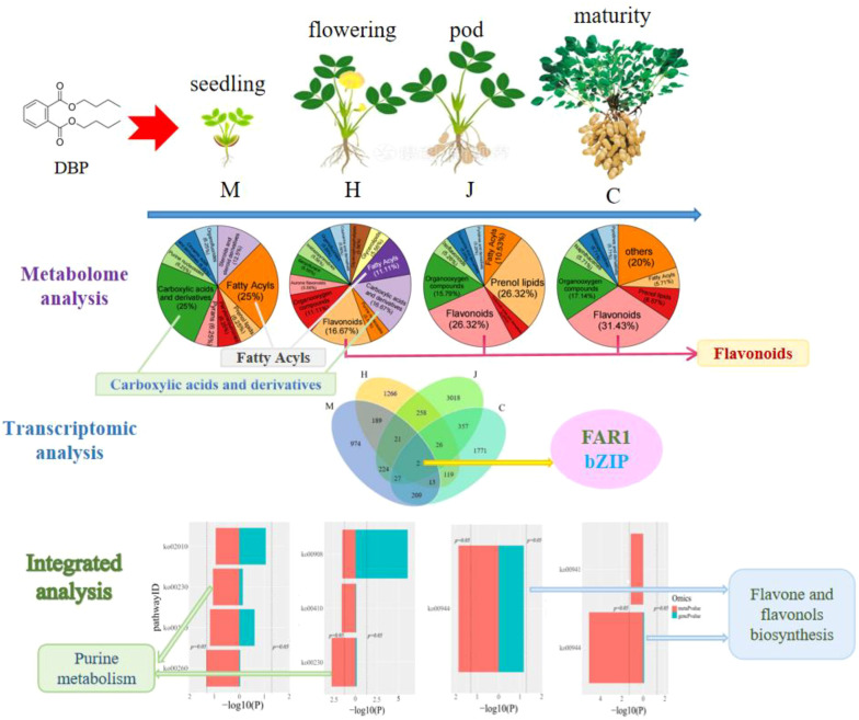 graphic file with name fpls-15-1448971-g006.jpg