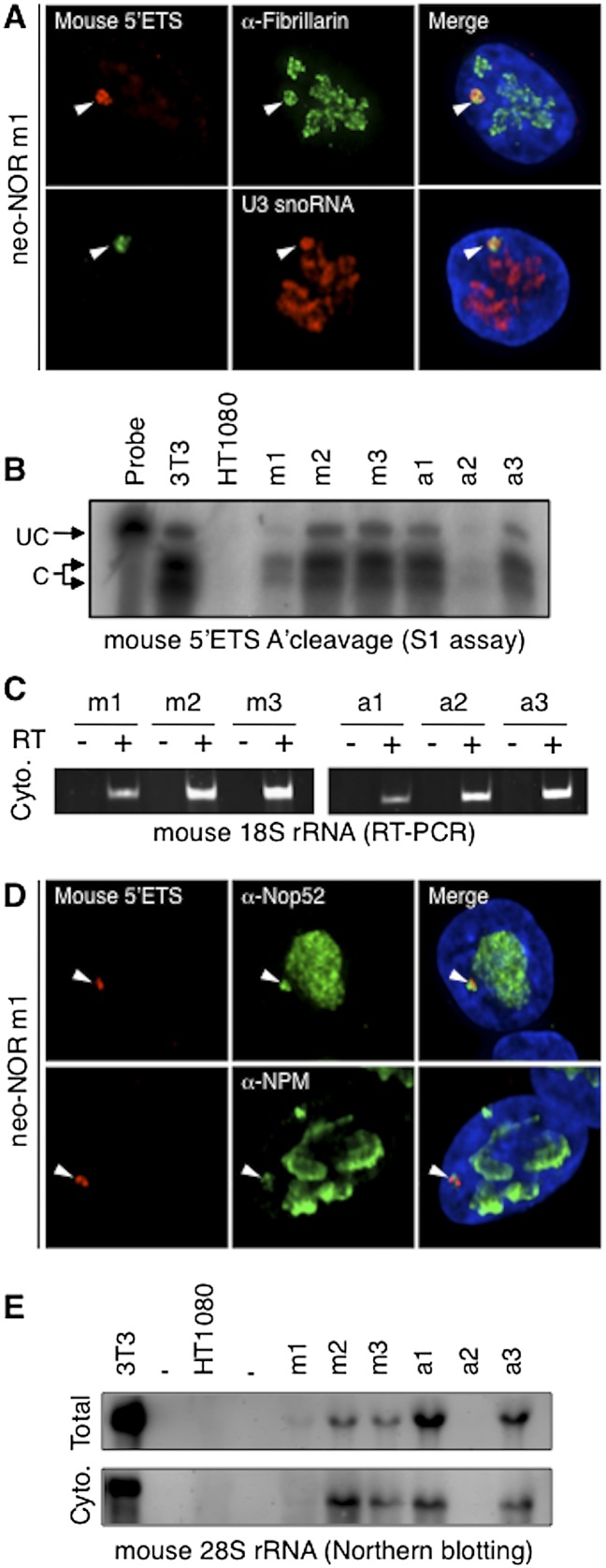 Figure 4.