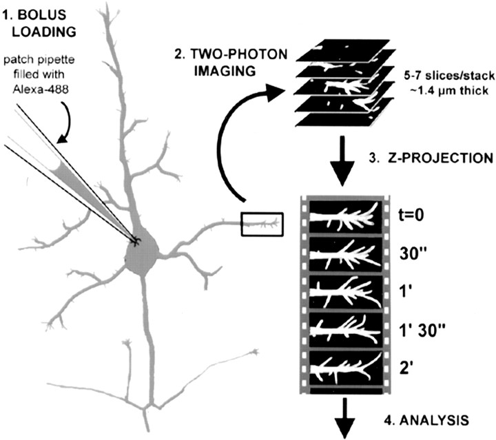 Figure 1.