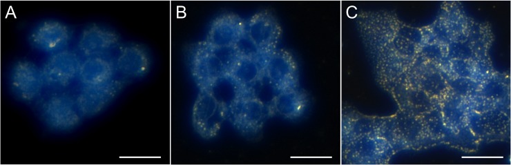 Fig 3