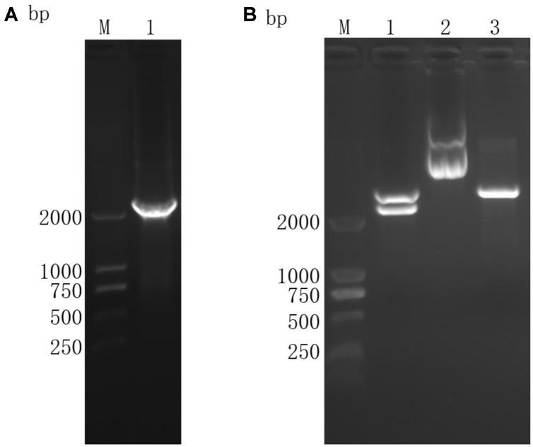 FIGURE 2