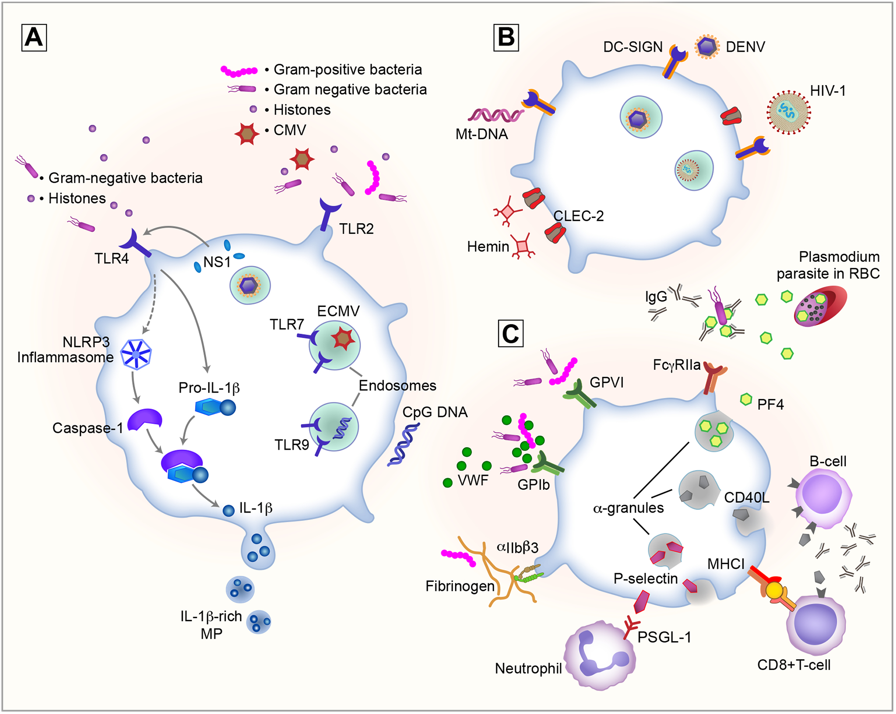 Figure 1: