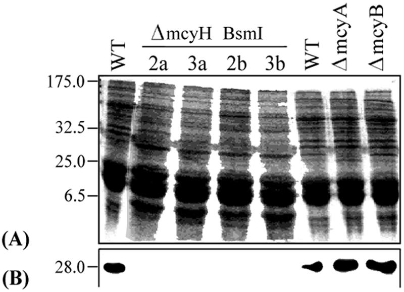 FIG. 7.