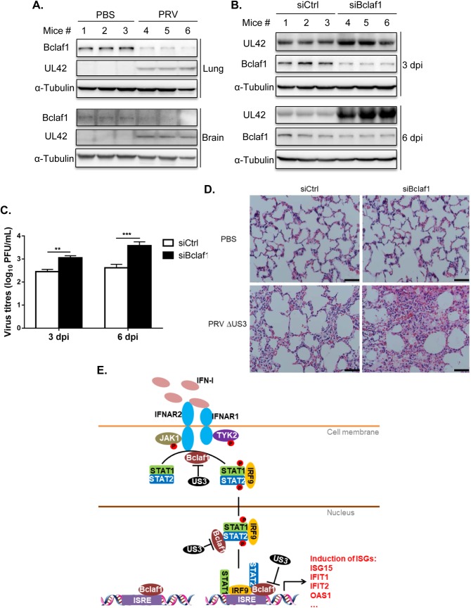 Fig 8