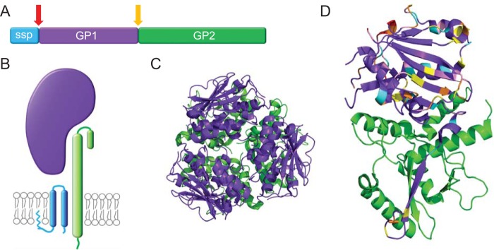 FIG 1