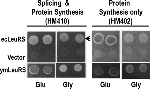 FIGURE 3.