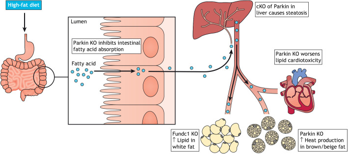 Fig. 2.