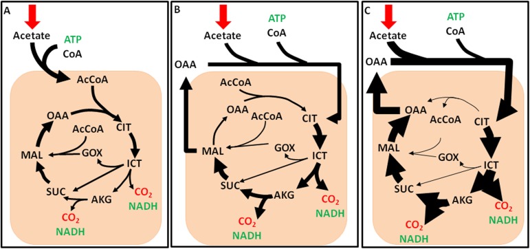 Fig 6