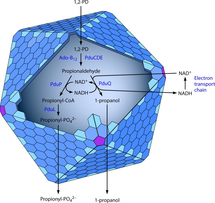 FIG 2