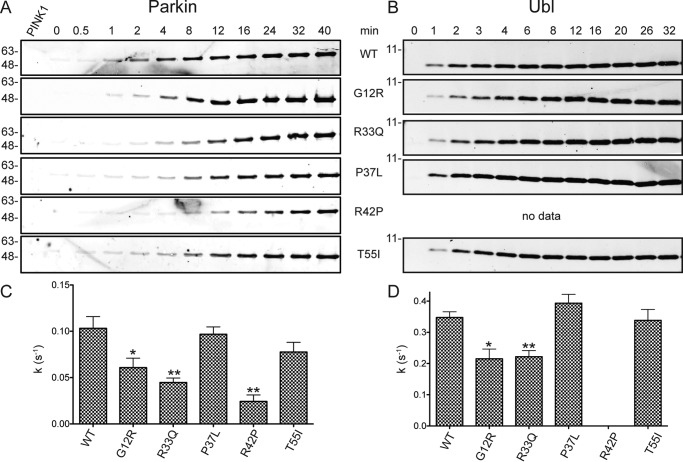 Impact of altered phosphorylation on loss of function of juvenile ...