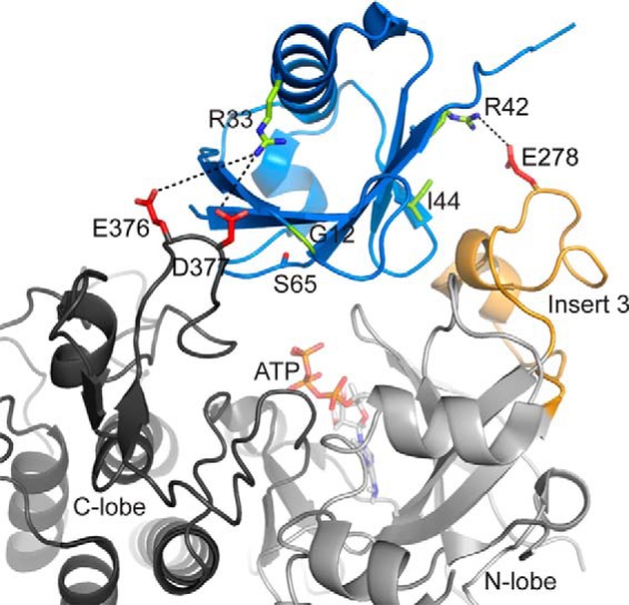 Impact of altered phosphorylation on loss of function of juvenile ...