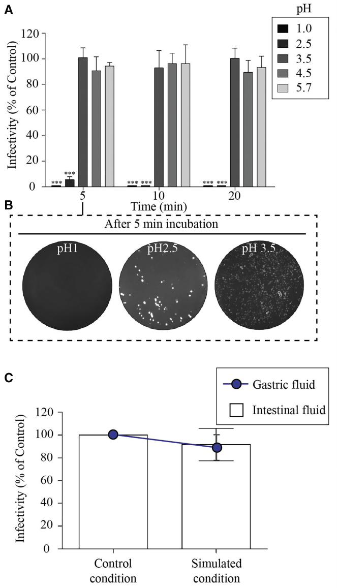 Figure 4