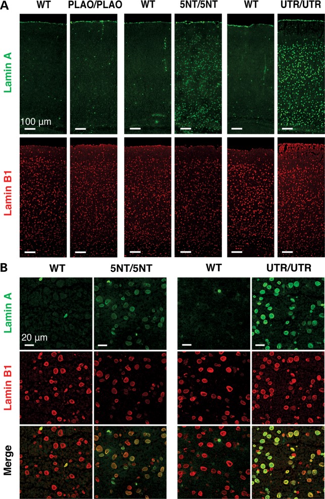 Figure 3.