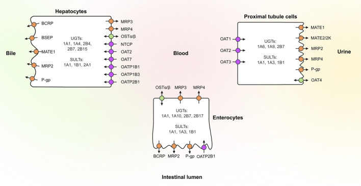 FIGURE 1