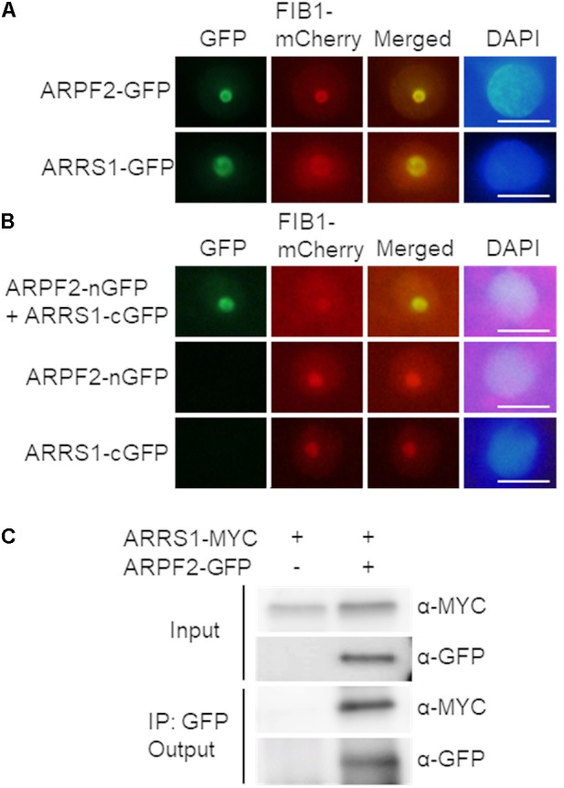 FIGURE 4