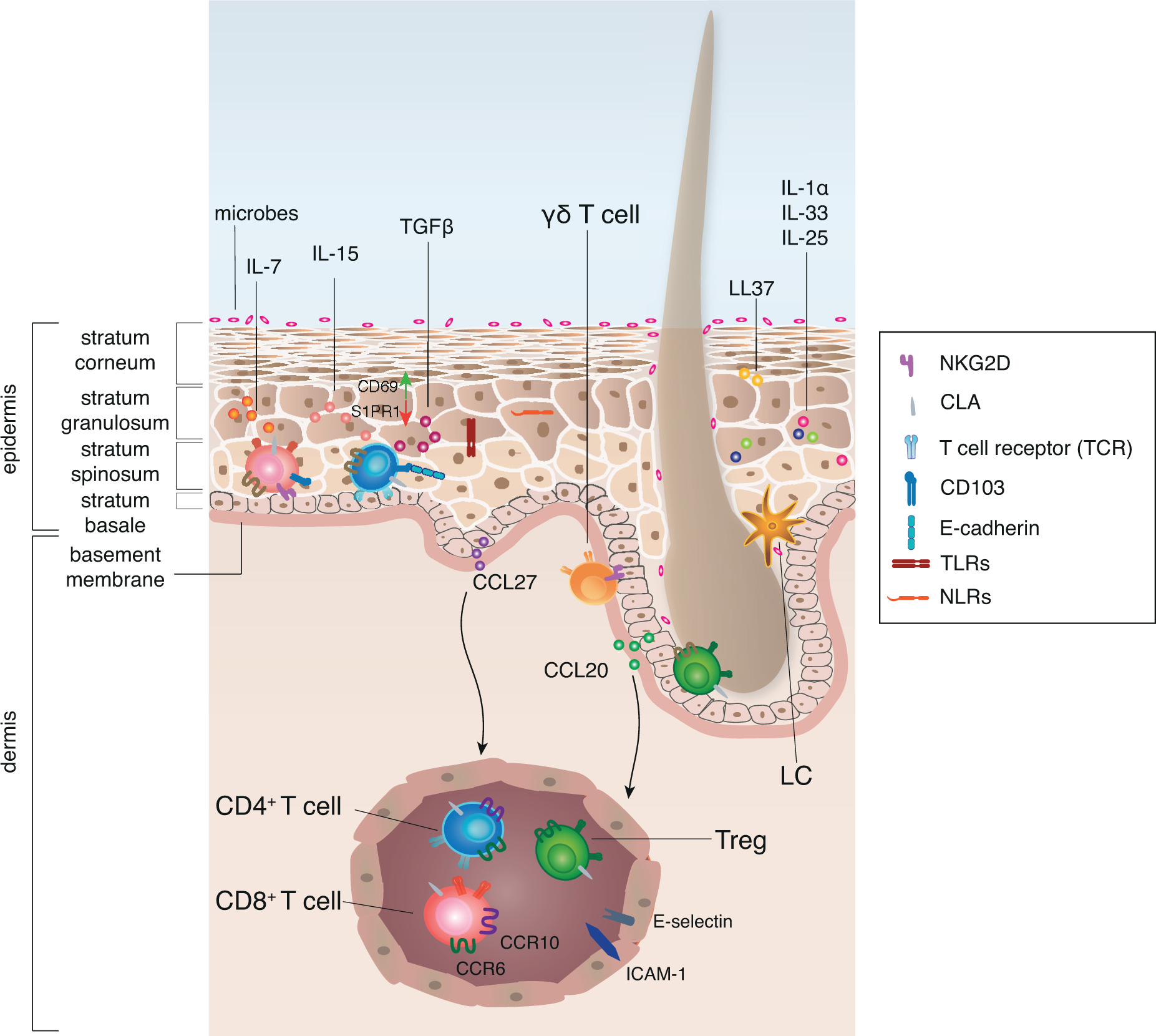 Figure 1: