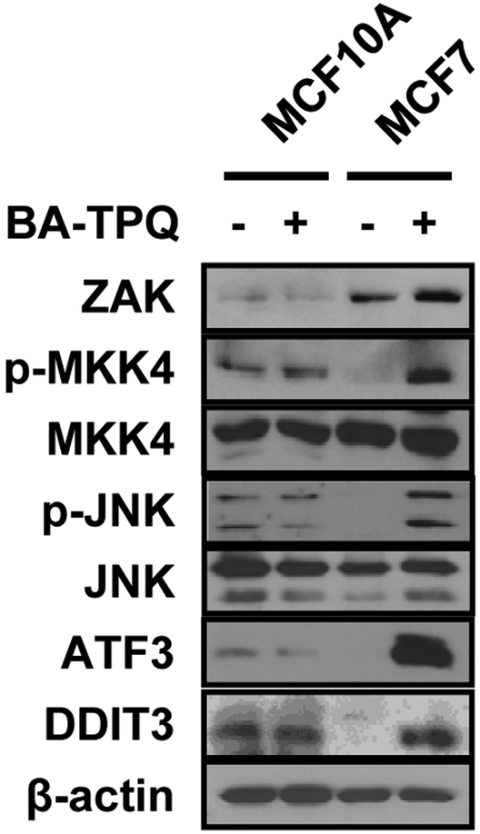 Fig. (6).