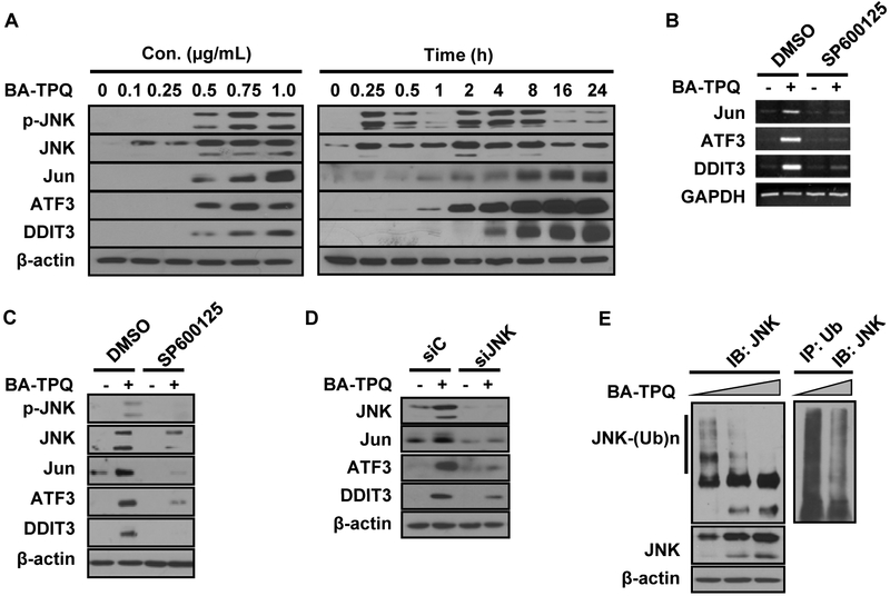 Fig. (2).