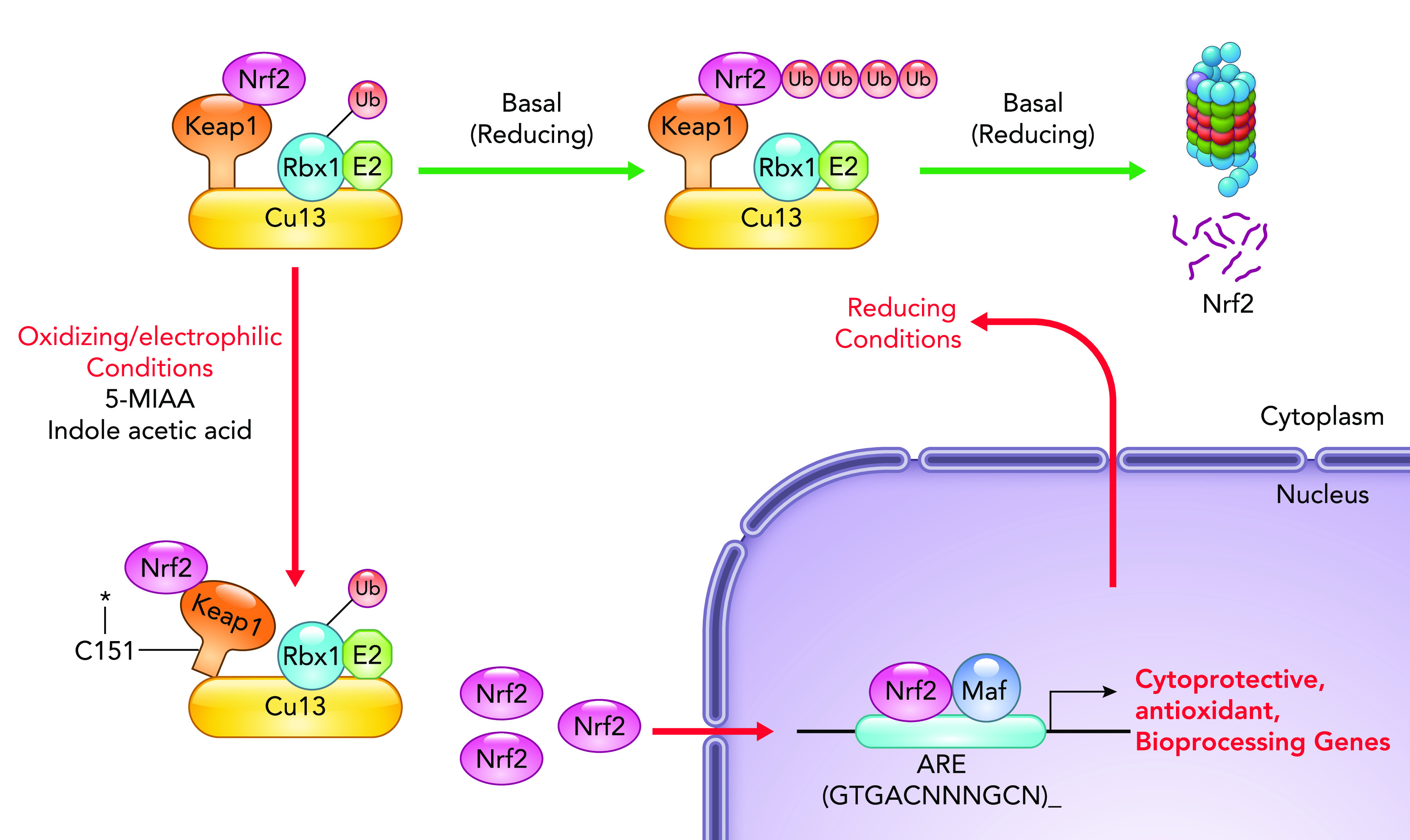 FIGURE 2.