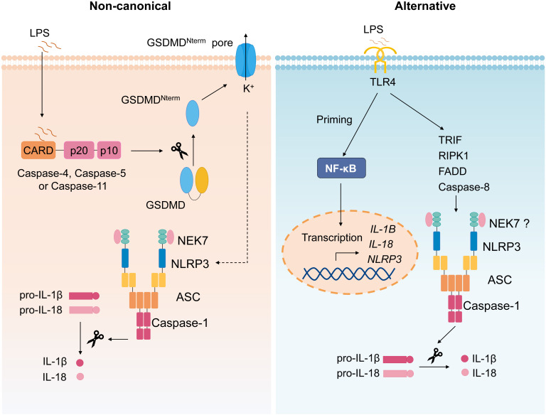 Figure 3