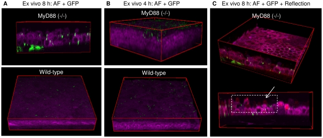 Figure 6