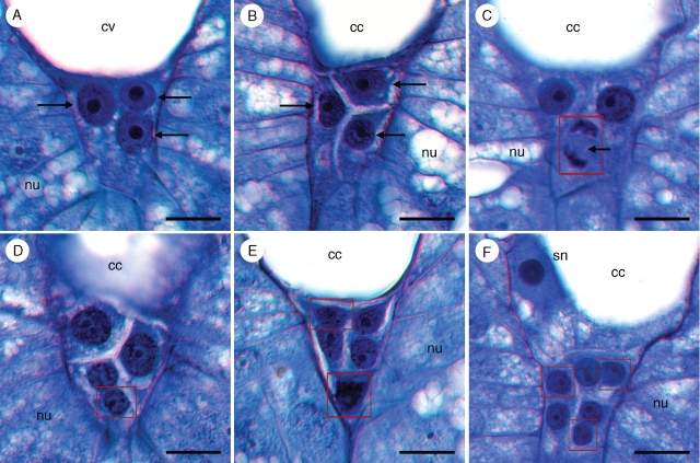 Fig. 9.