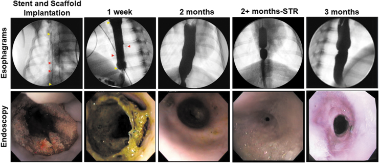 FIG. 2.