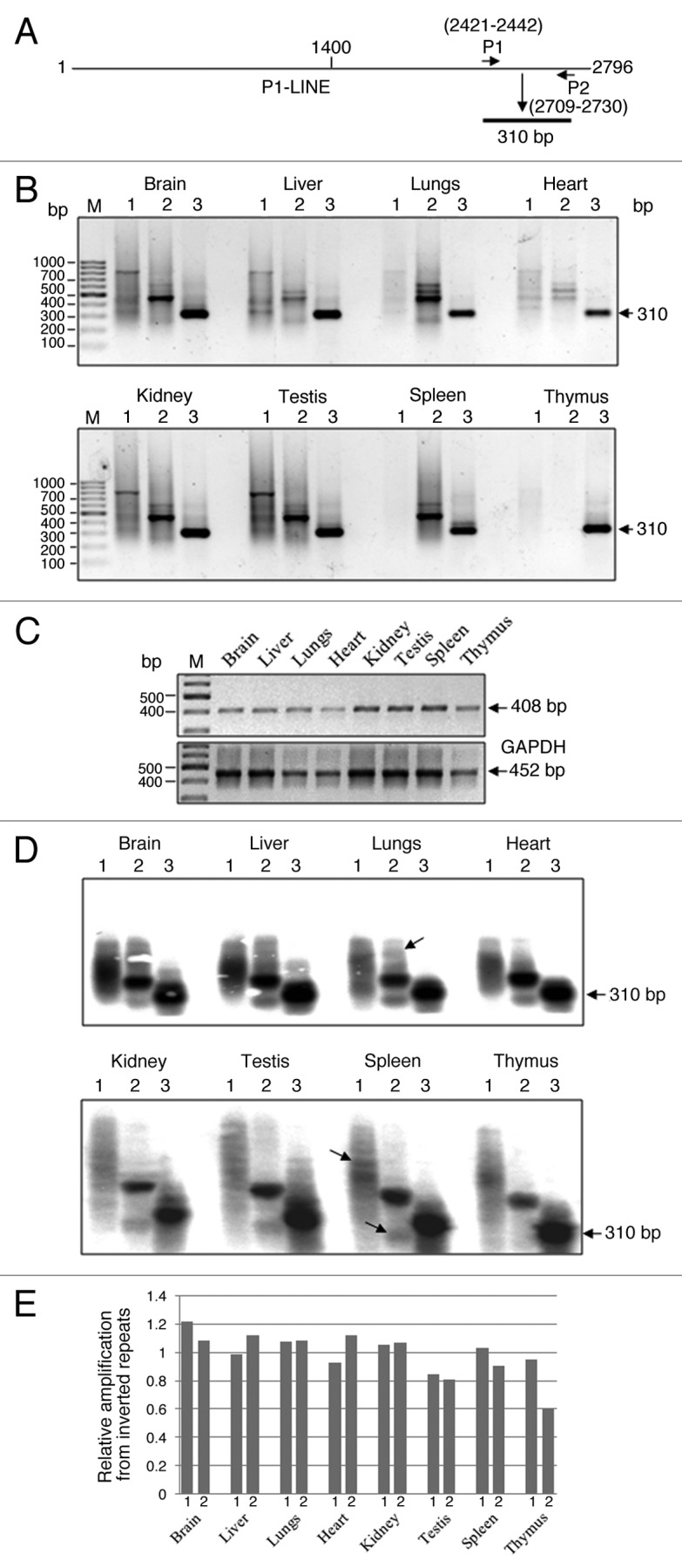 graphic file with name rna-9-1380-g6.jpg