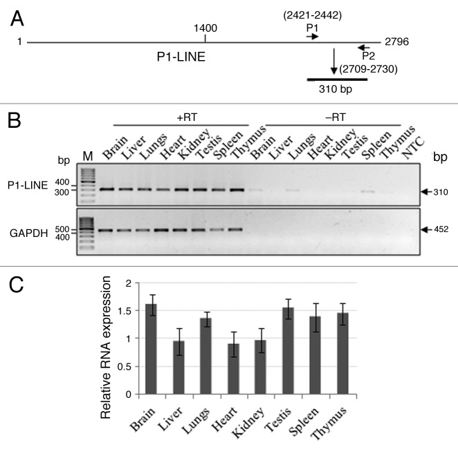 graphic file with name rna-9-1380-g4.jpg