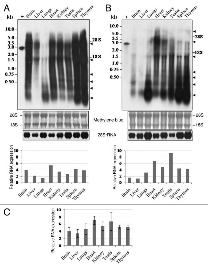 graphic file with name rna-9-1380-g3.jpg