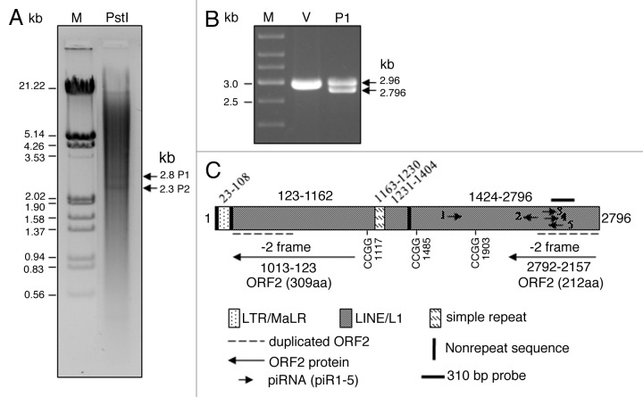 graphic file with name rna-9-1380-g1.jpg