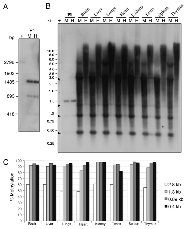 graphic file with name rna-9-1380-g5.jpg