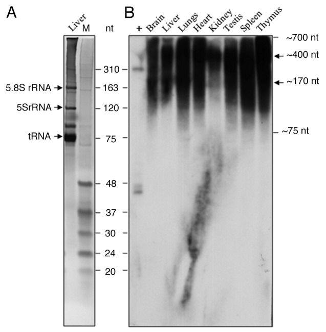 graphic file with name rna-9-1380-g7.jpg