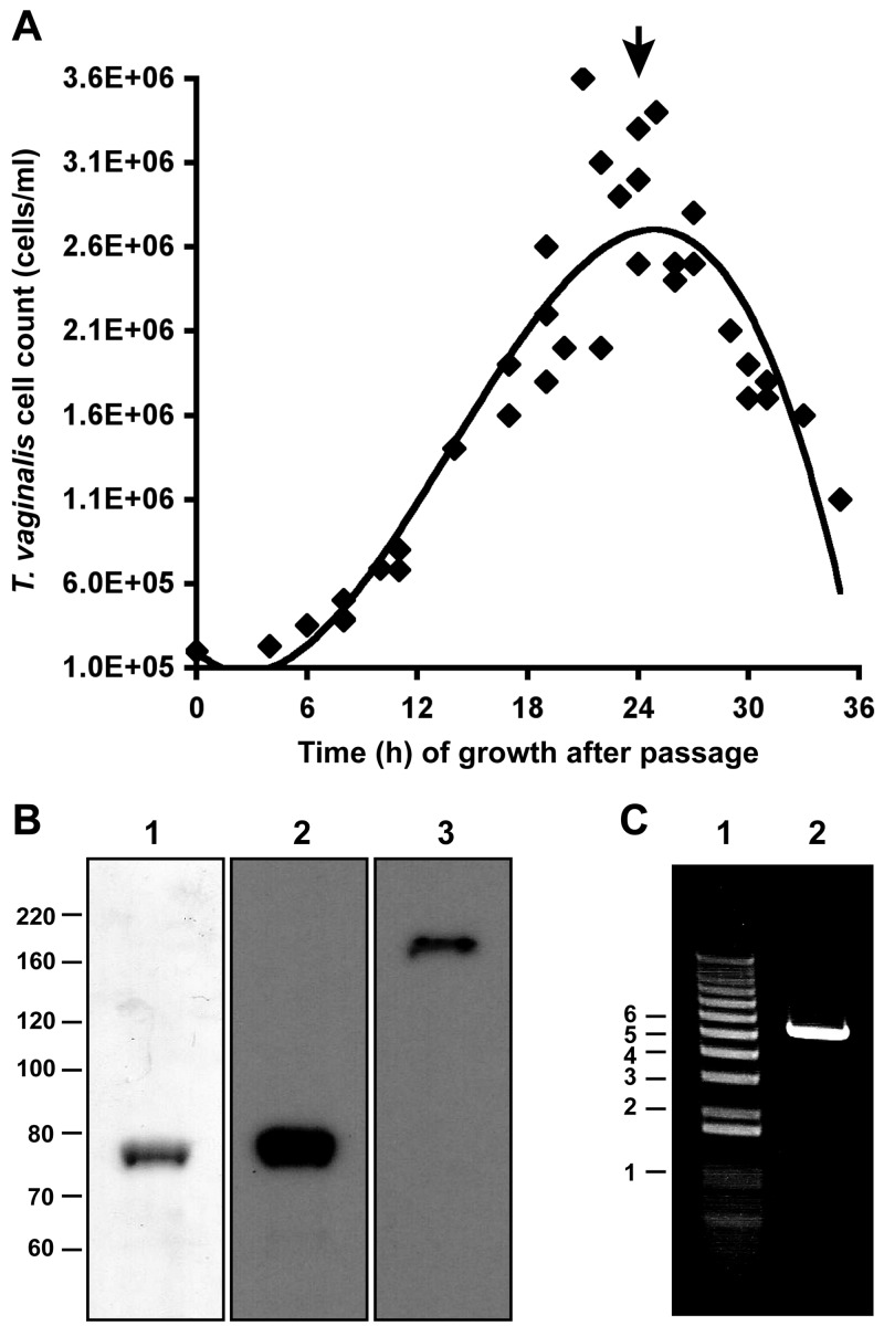 FIG 1 